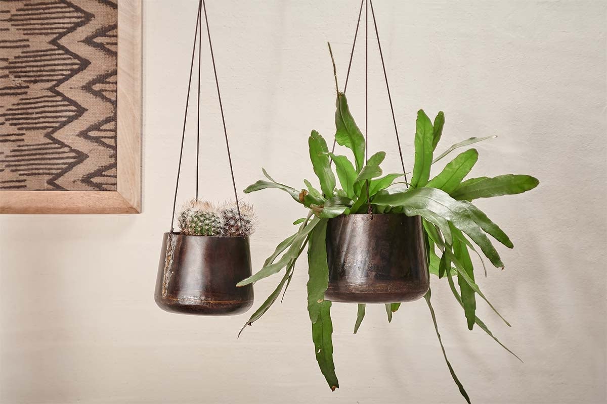 Eko Hanging Planters