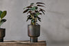 Dasalla Planter - Aged Brass-nkuku