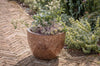 Dunai Terracotta Planter - Brown-nkuku