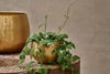 Atsu Brass Planter-nkuku