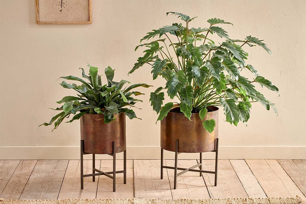 Juoni Iron Planter-nkuku