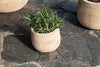 Zadie Etched Ceramic Planter - Neutral - Small-nkuku